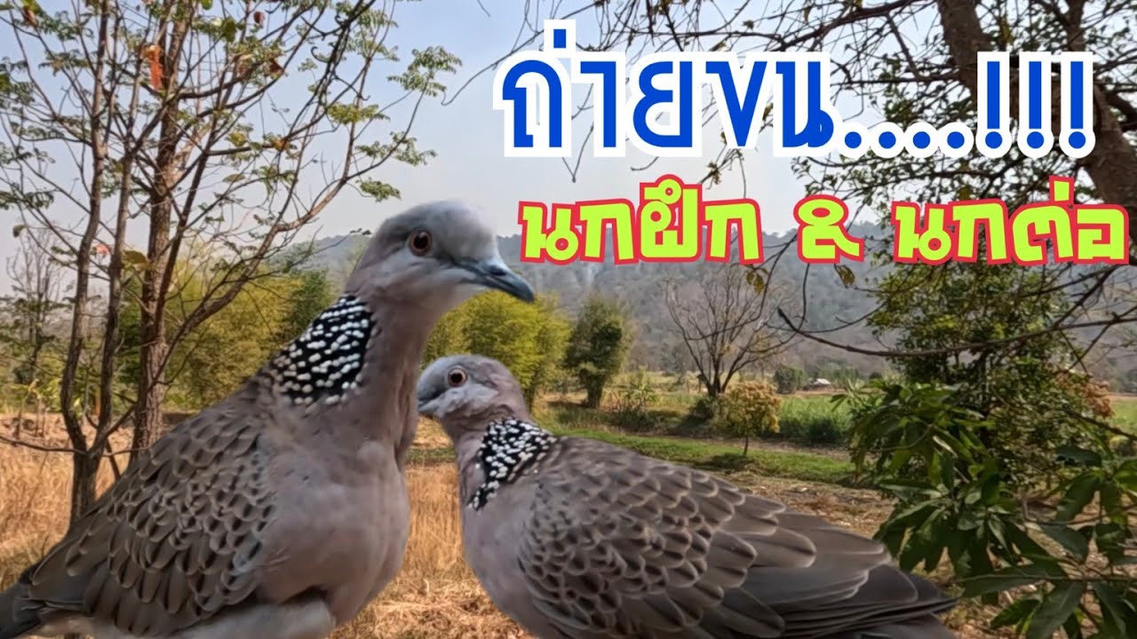 ถ่ายขนแล้ว นกฝึก & นกต่อ จะออกต่อนกเขาใหญ่ ได้เปล่า