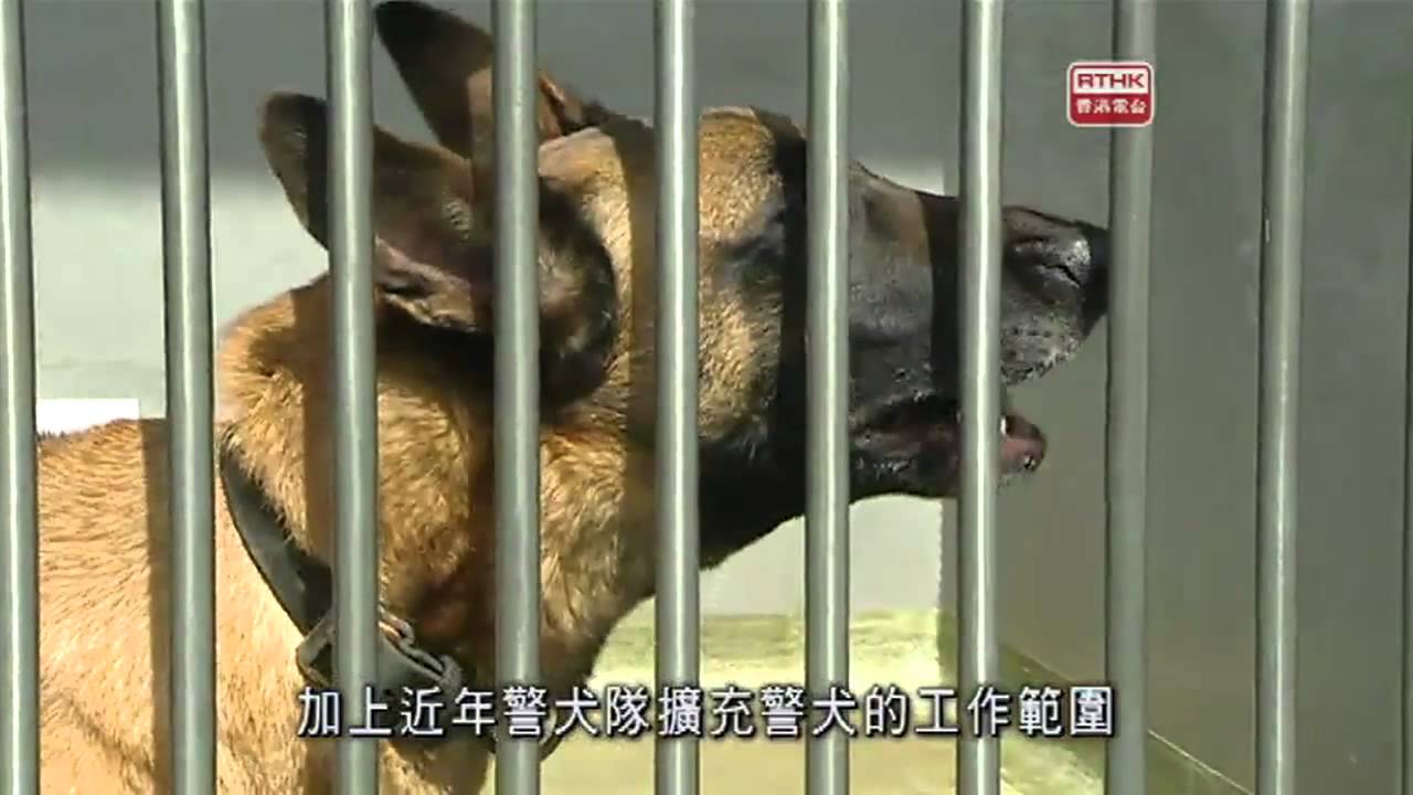 RTHK 警訊   警犬隊特輯 A