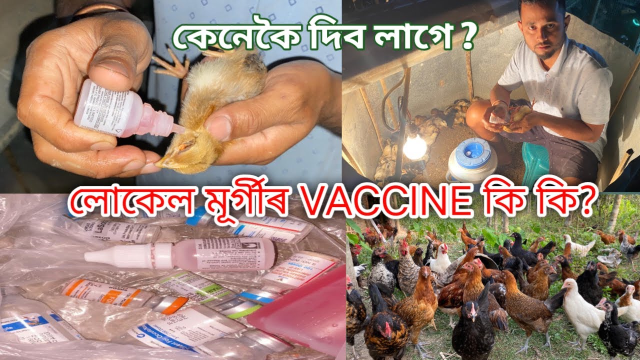 লোকেল মূৰ্গীৰ VACCINE কি কি? আৰু কেনেকৈ দিব লাগে ?local murgi vaccine/local murgi vaccine schedule
