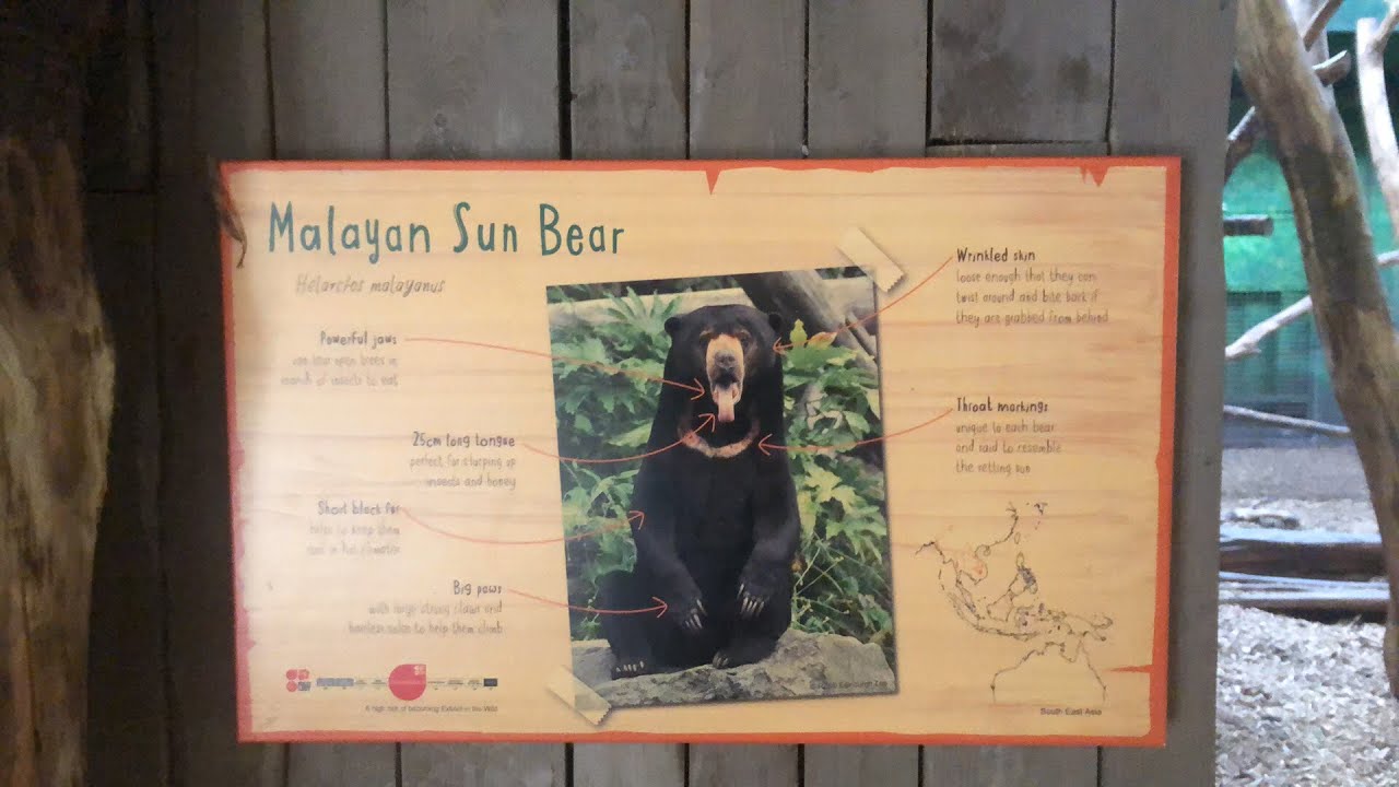 🎥 LIVE VIRTUAL ZOO DAY 🎥 Breakfast with the Sun Bears 🐻
