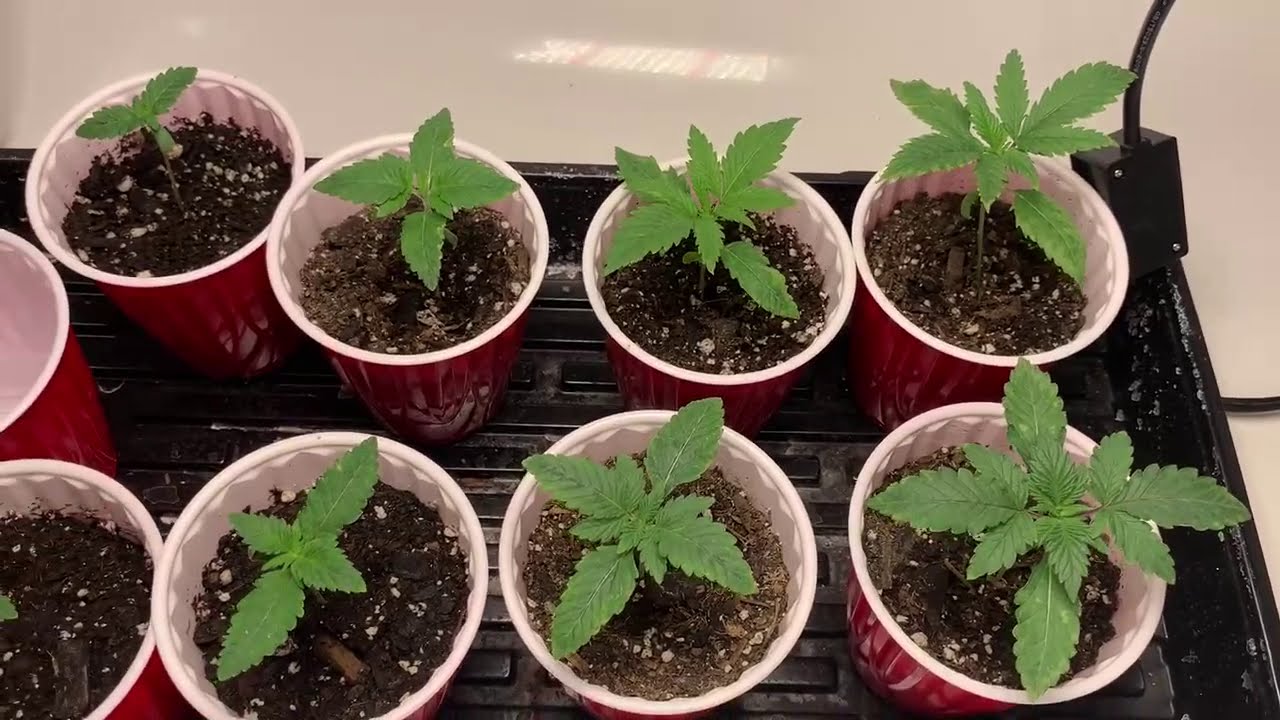 How to make HUGE Trunks and Roots