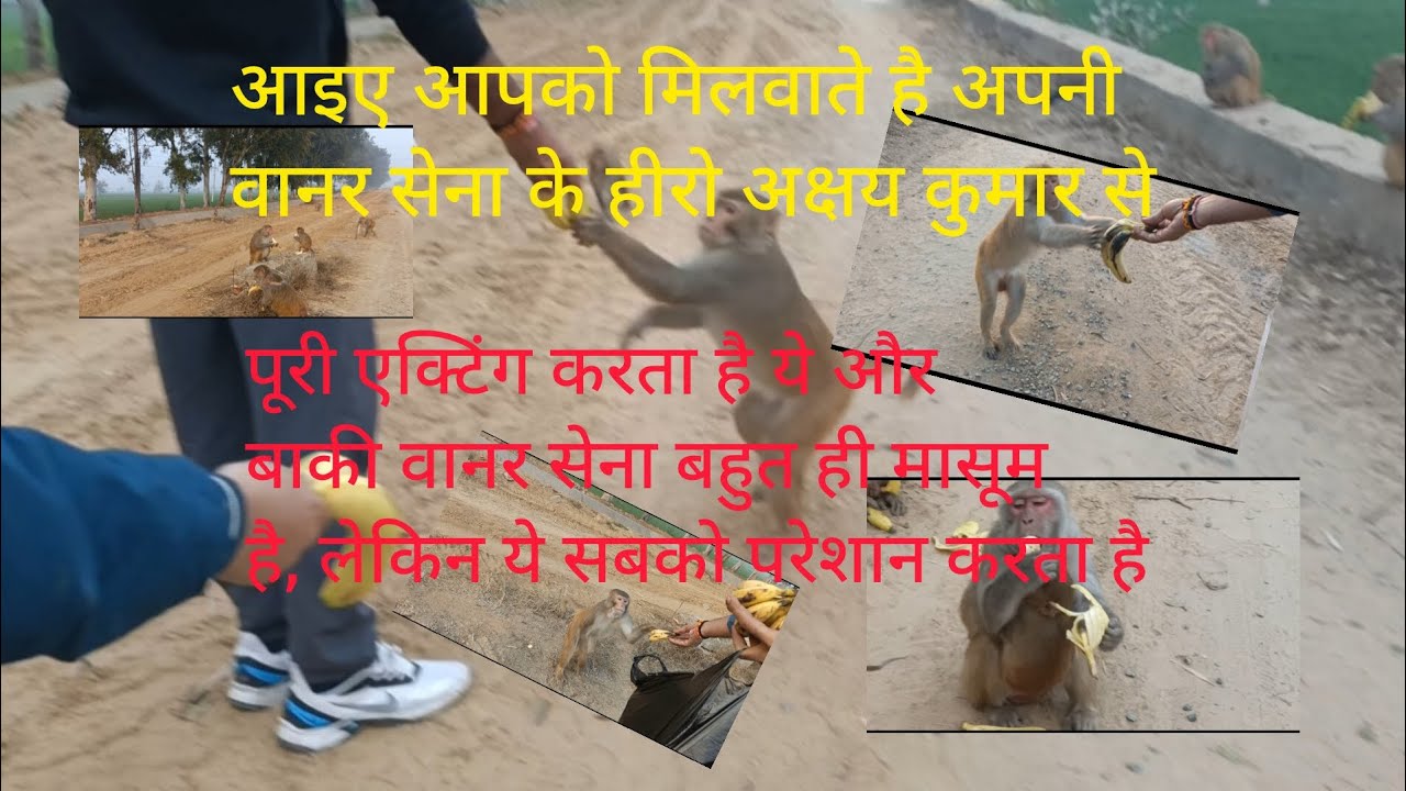 इनमें एक बंदर बहुत ज्यादा परेशान करता है सबको,क्या करें इसका,बाकी सभी बच्चे बहुत अच्छे हैं, 