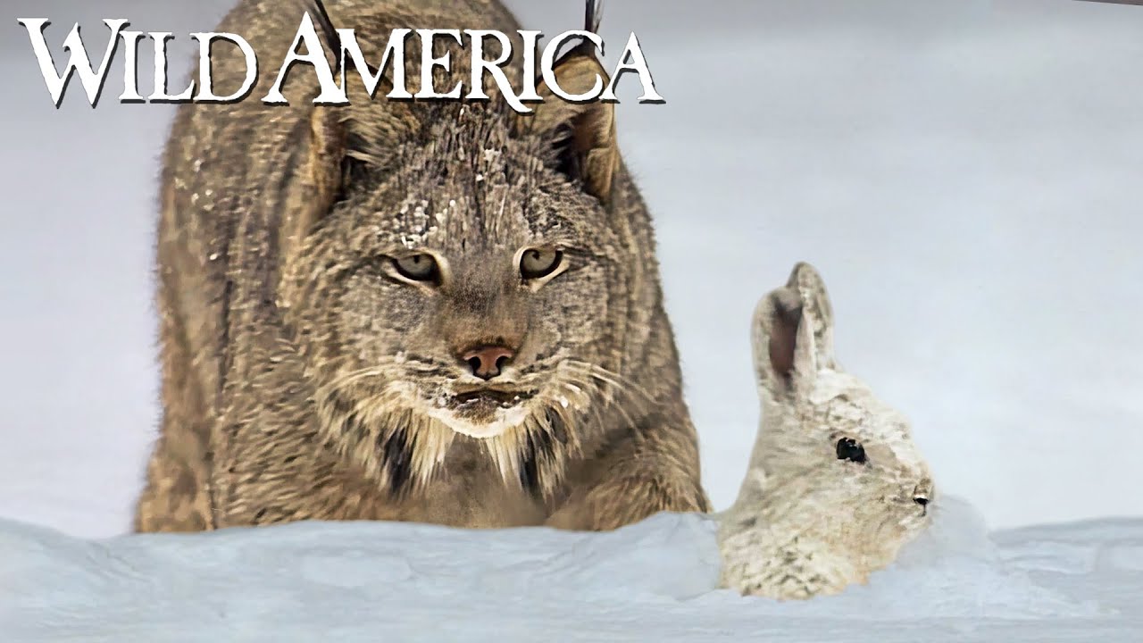 Wild America | S9 E4 North Woods Lynx | Full Episode HD