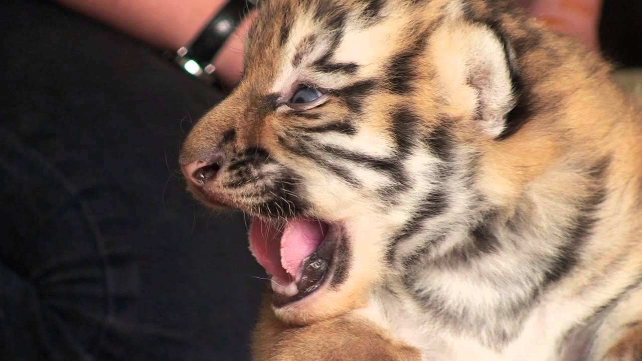 Yorkshire Wildlife Park - Tiger Cubs - First Vet Visit