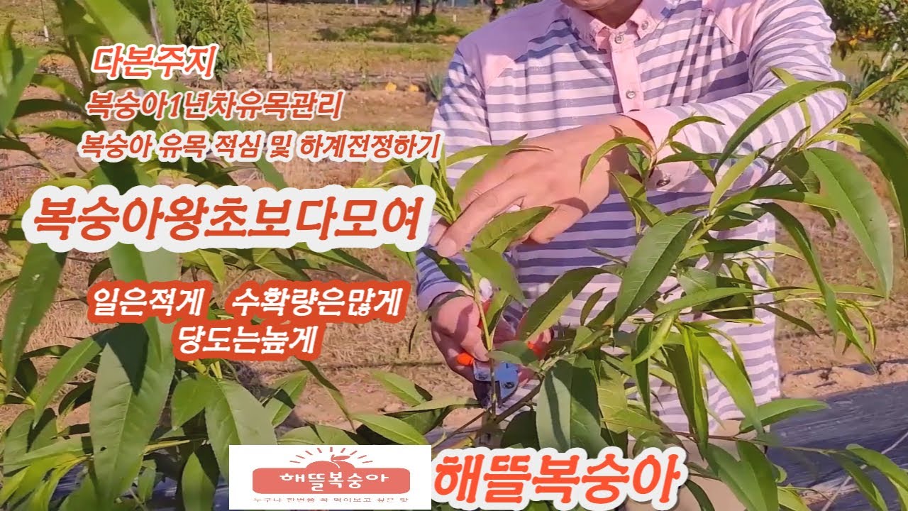 복숭아1년차유목관리  다본주지 왕초보다모여