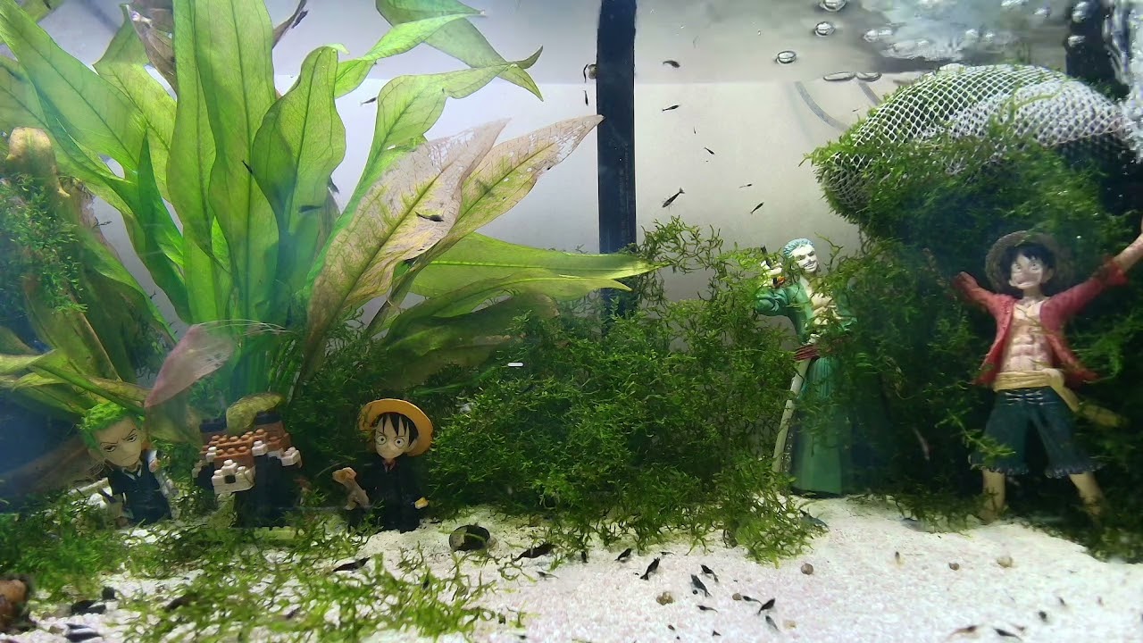 15.03.2026. a neocaridina story