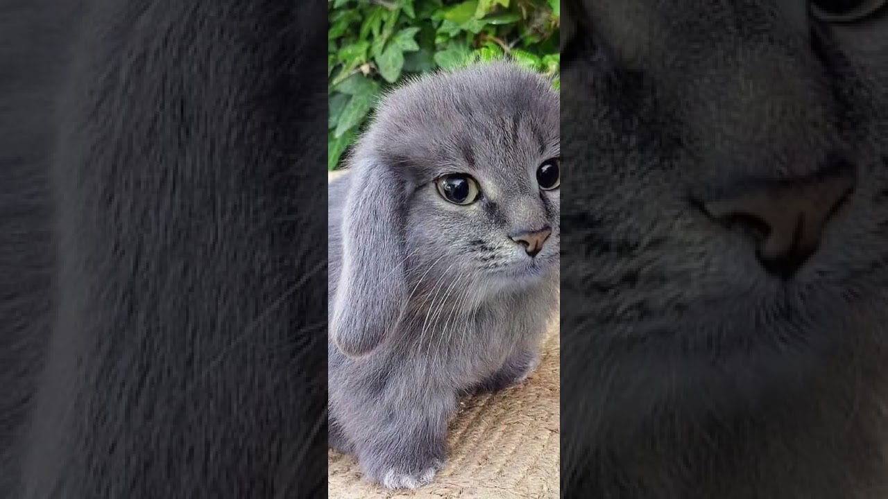 30 seconds of cute animals 🤩🤩