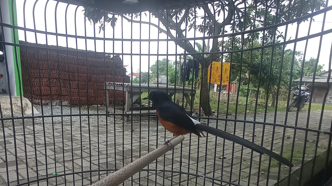 murai batu jinak 😬