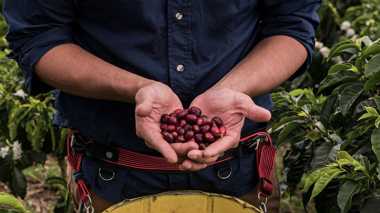 HARVESTING COFFEE STORIES | HUILA