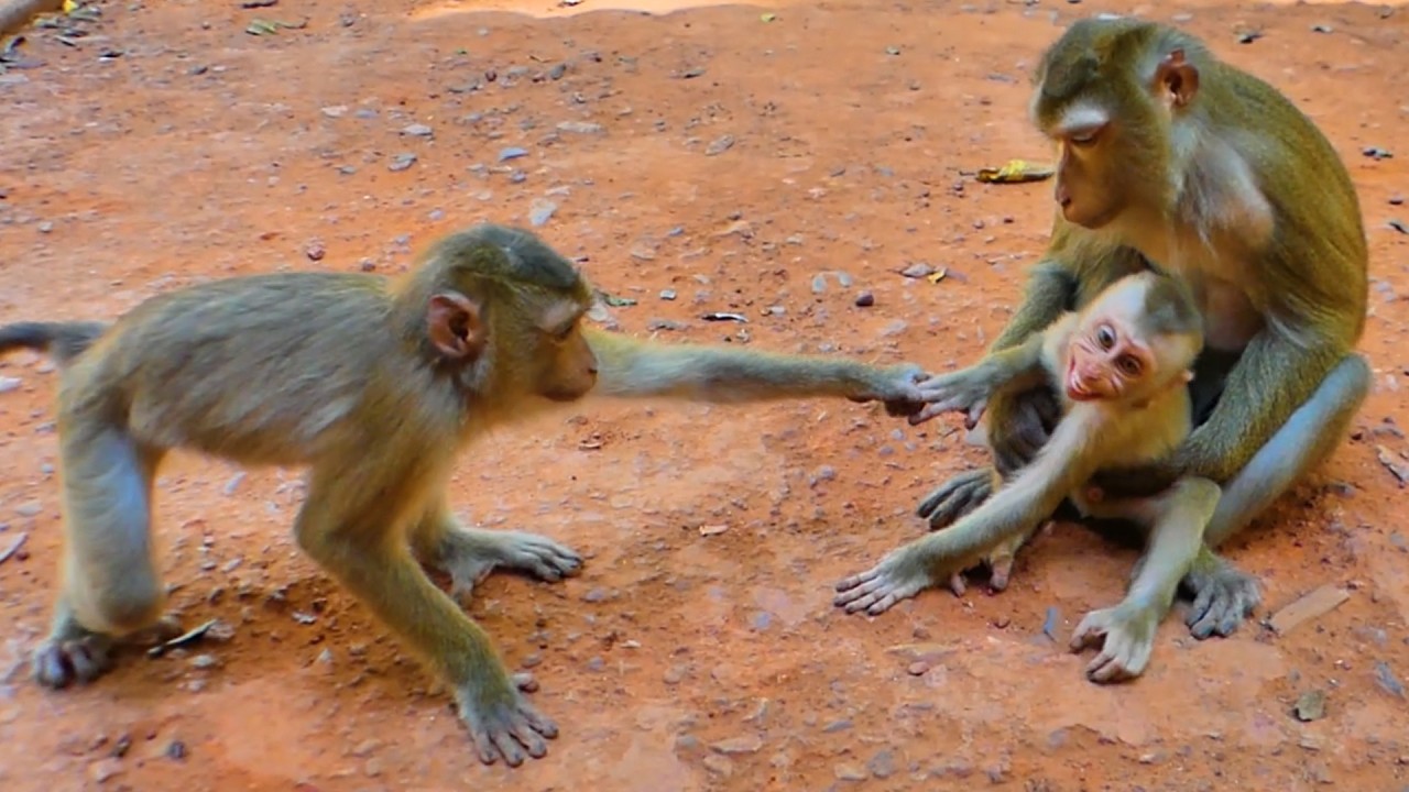 Little Monkey Jovi 😅 Tries to Disturb Luna & Little Lynx – Funny Family Moment!