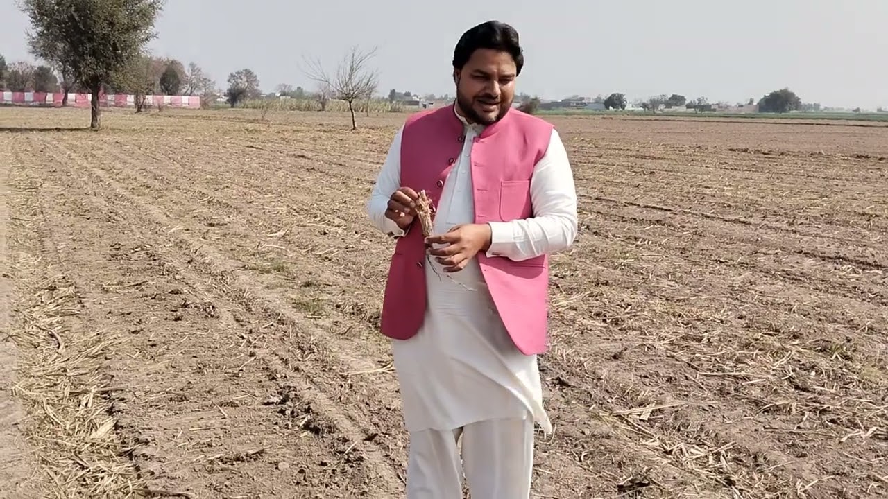 Sugar cane Ratoon management 