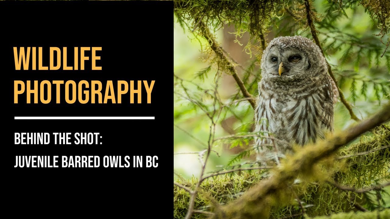 Wildlife Photography Behind the Shot - Juvenile Barred Owls in BC (July 2018)