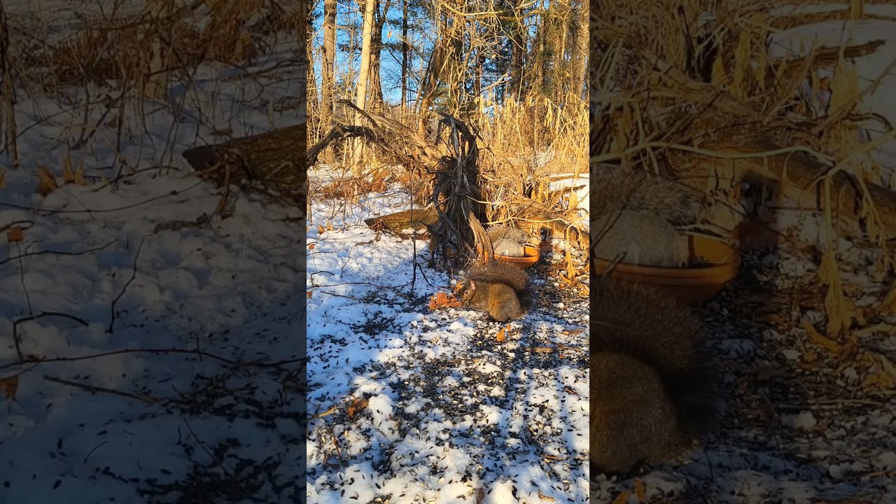 Morning Delight: Grays & a Black Squirrel Feasting on Sunflower Seeds in the Snow