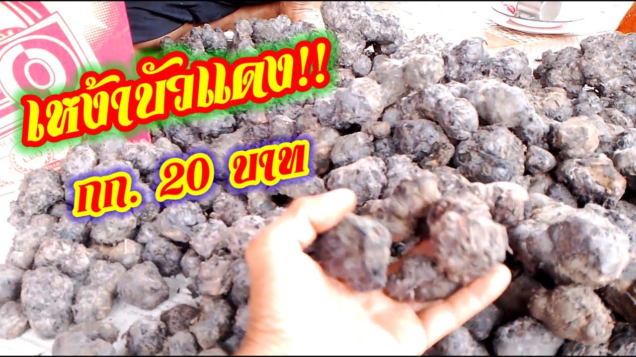 เหง้าบัวแดง กิโล 20 อาทิตย์ละตัน เดือนละ 80,000 บาท