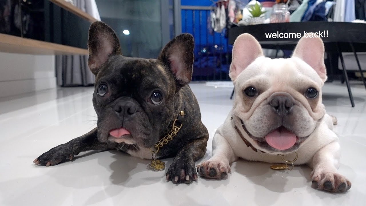 HOW I GROOM MY FRENCH BULLDOGS (WEEKLY GROOMING - Bath, Drying, Tear Stains, Ears, & Nails)