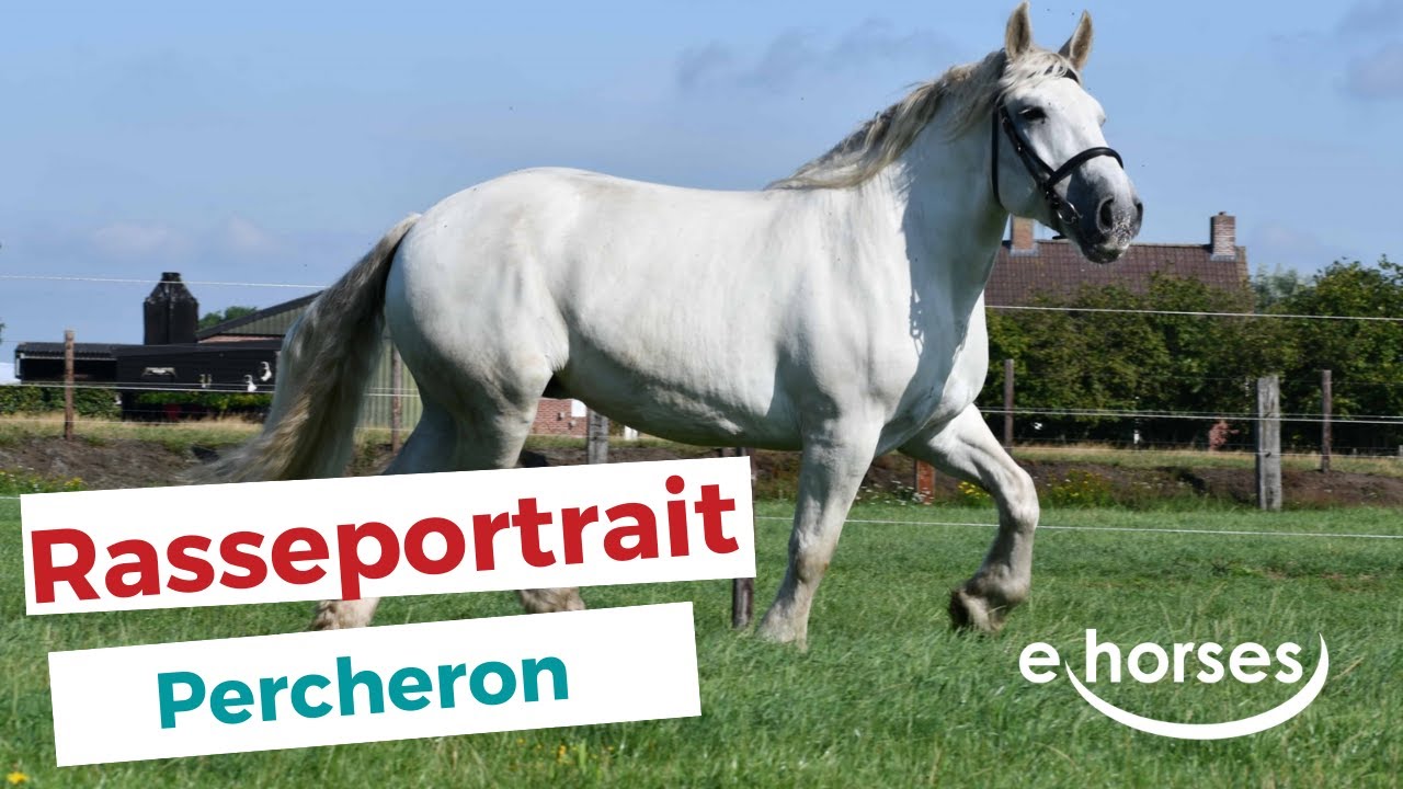 Der Percheron im Rasseportrait