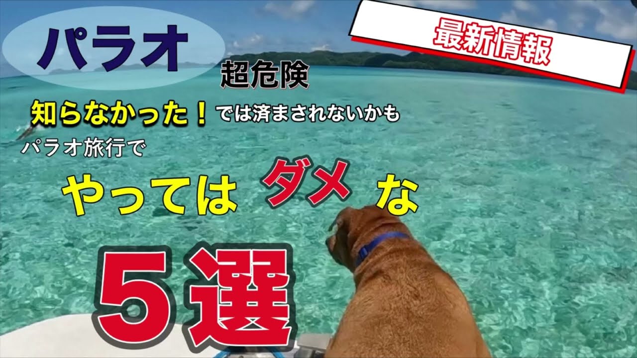 必見！パラオ旅行でコレしちゃダメ！5つのこと【パラオ最新情報】