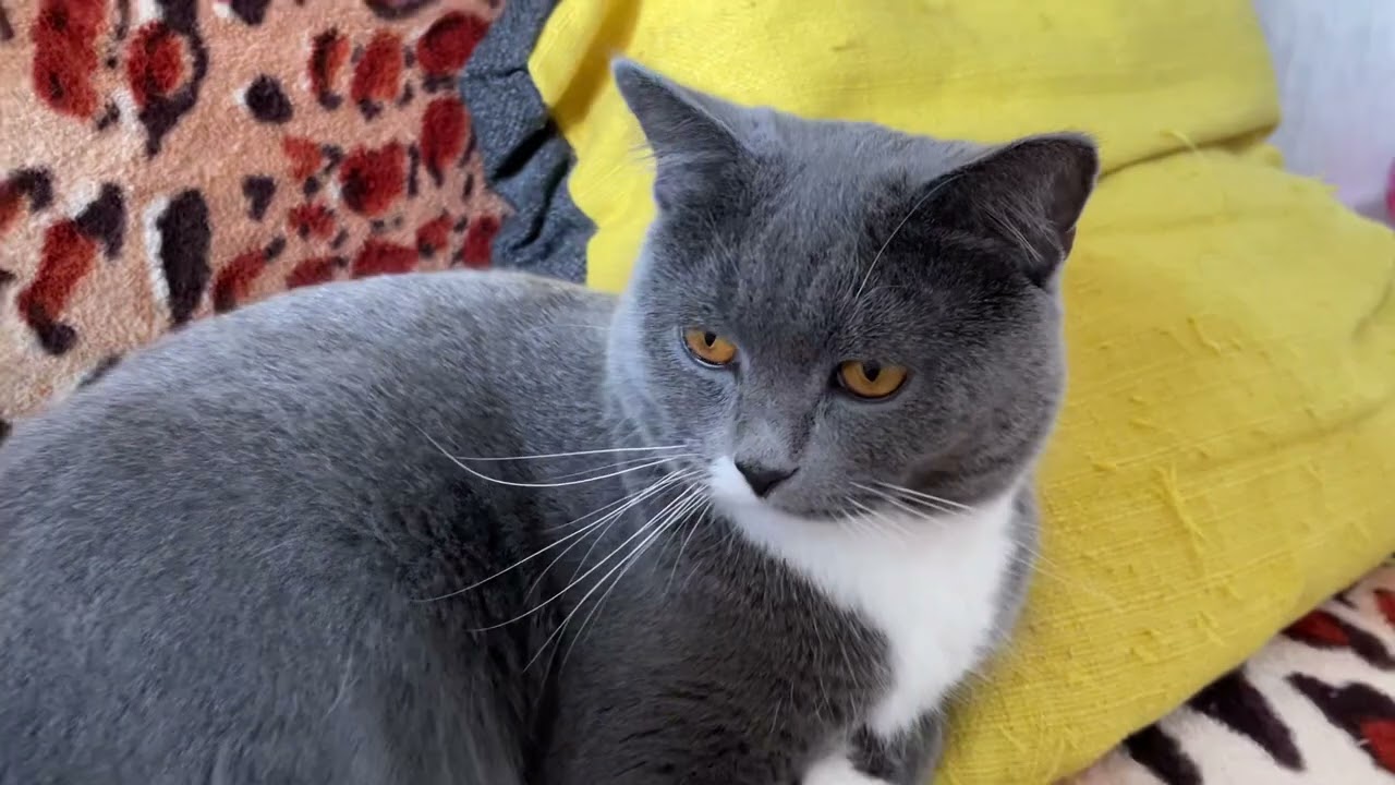 ASMR Oscar the cat loves it when I pet him | ASMR Cat House