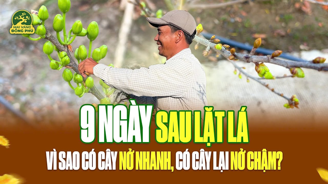 9 NGÀY SAU LẶT LÁ – VÌ SAO CÓ CÂY NỞ NHANH, CÓ CÂY LẠI NỞ CHẬM?