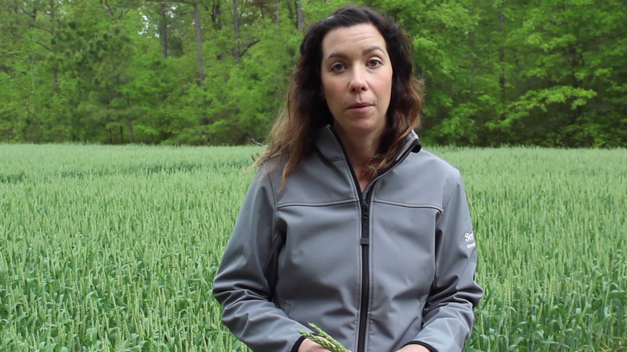 Wheat Management at Flowering