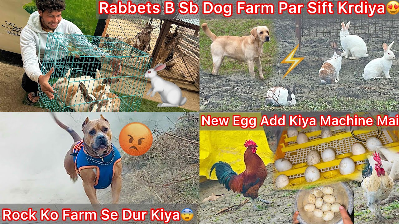Sb Khargosh Dog Farm Par Sift Krdiya🐇Dogs React😨Rock Ko Farm Se Dur Krna Pdgya😰Egg Add Hatching🐣😍