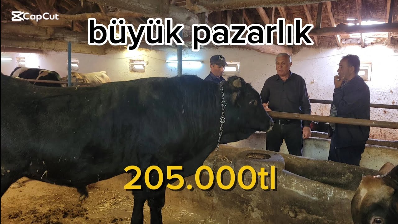 BÜYÜK PAZARLIK / 700KİLO DEV TOSUN