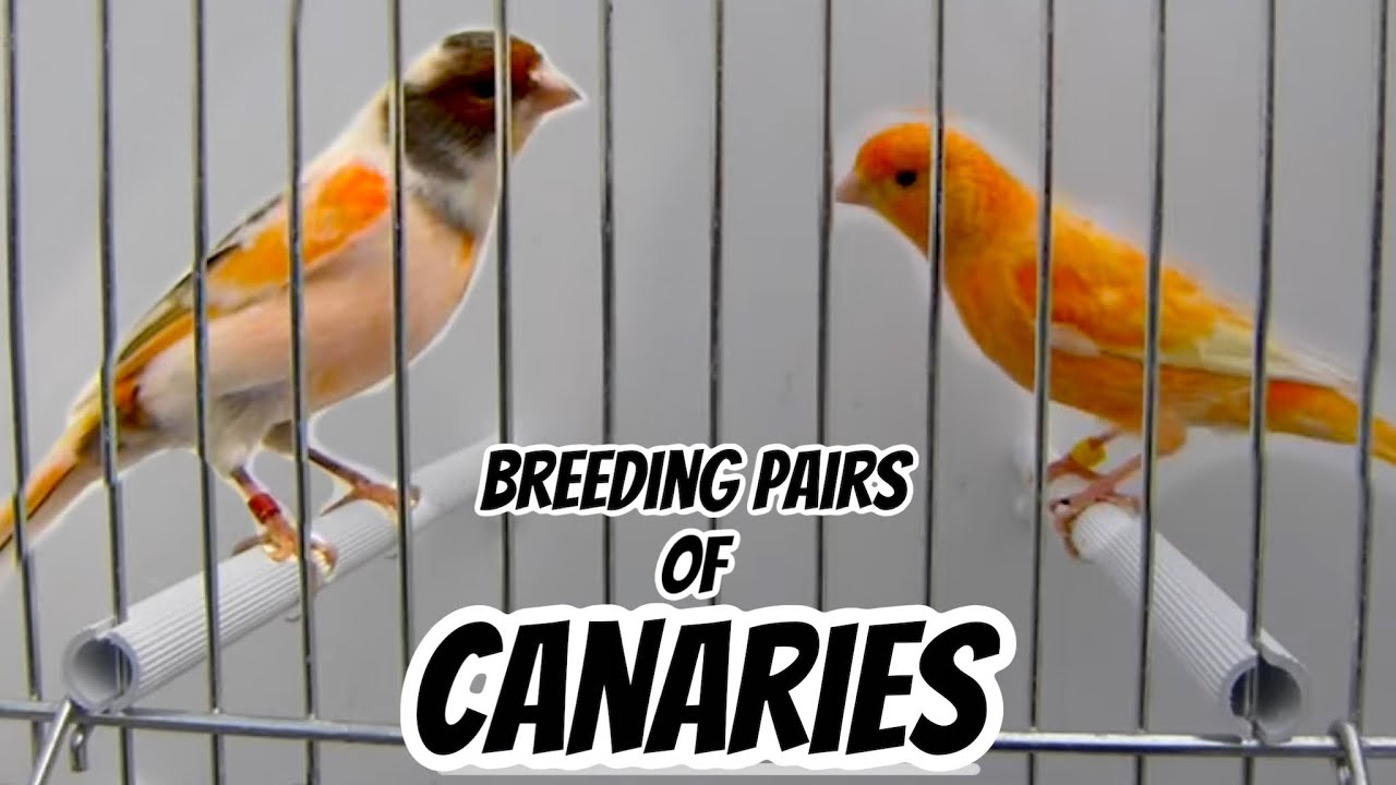 The CANARY PAIRS for 2022