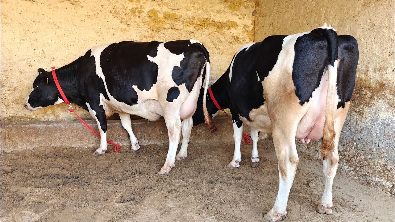 8 ਗਾਵਾਂ ਸੈਦੋਕੇ ਵਾਲੇ ਕਾਲੇ ਖਾਨ ਕੋਲ, 8 Cows for Sale