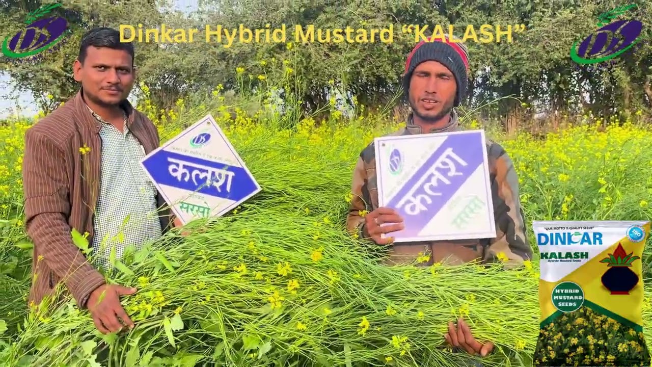 DINKAR HYBRID MUSTARD 