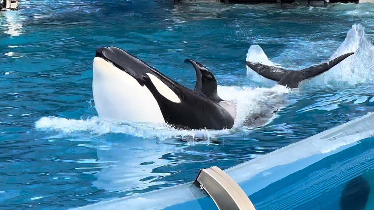 Orca Presentation (Inside Look) at SeaWorld San Diego January 21, 2024