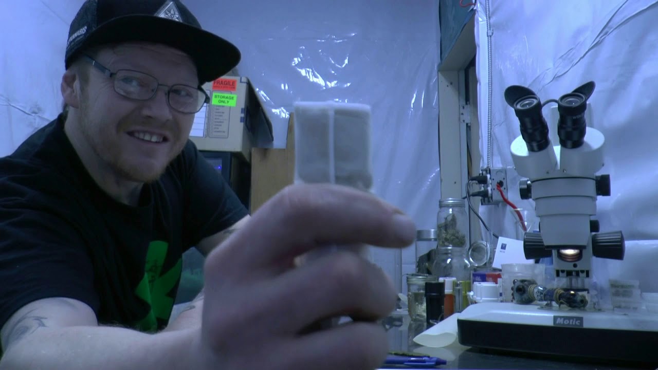Sift Rosin  Pressing  Dry Sift Hash...