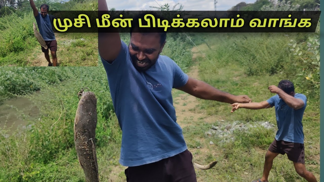 Fishing Musi Fish || How to Catch Musi Fush || Namma Nagercoil || Local Fishing || Baned fish