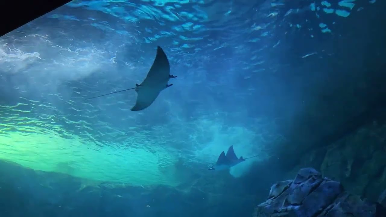 Aquarium :3