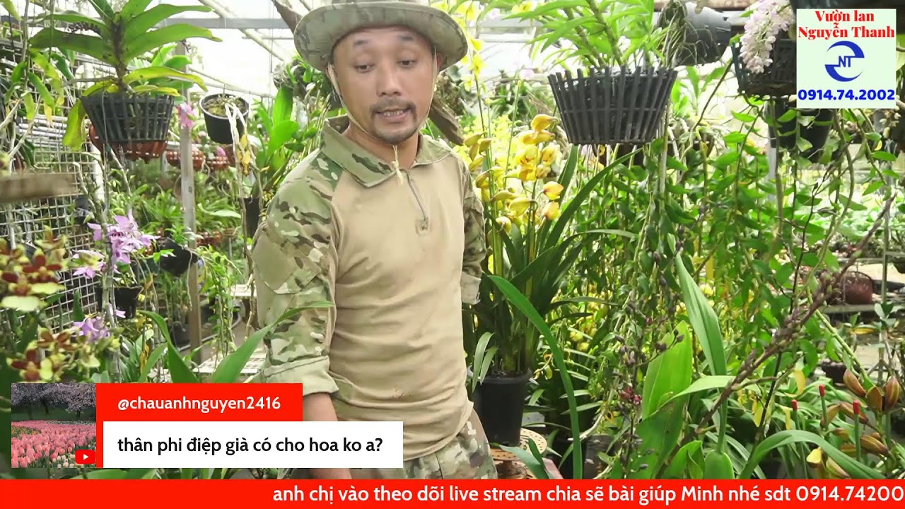 Địa lan chơi Tết