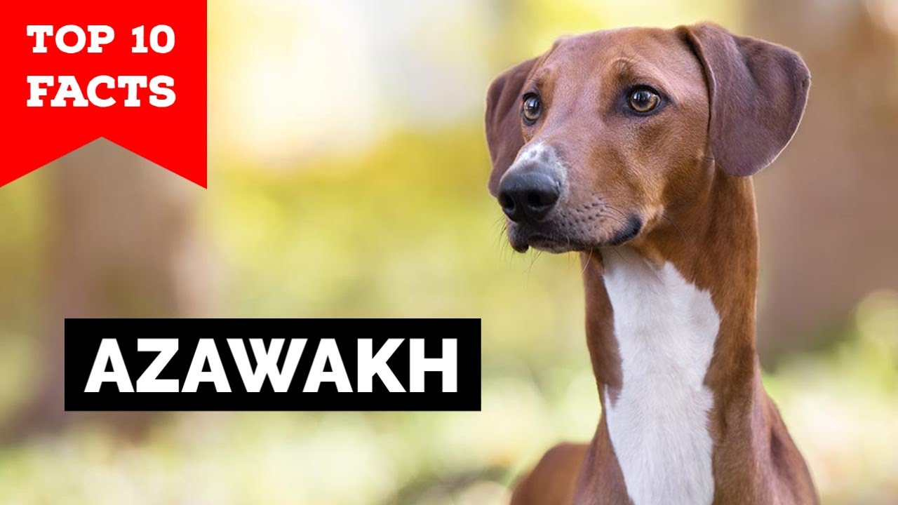 Azawakh Dog - Top 10 Facts