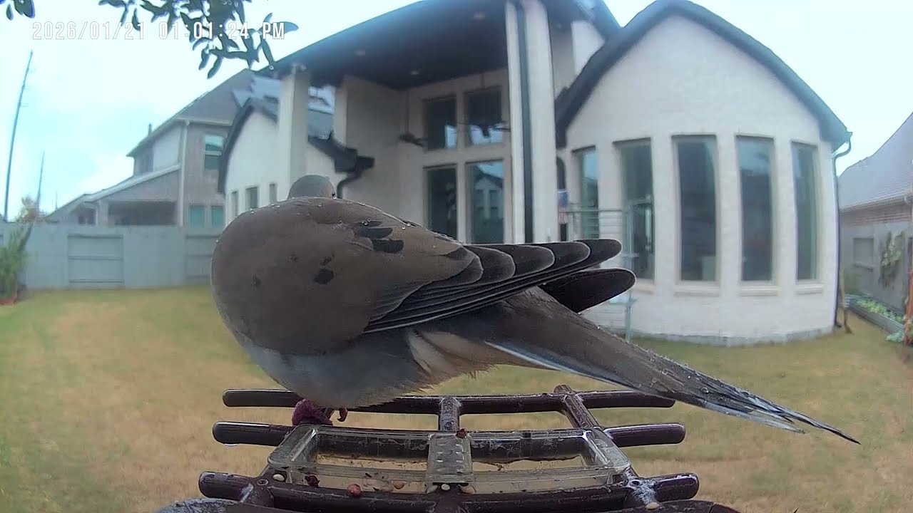 Dove and rainy day 