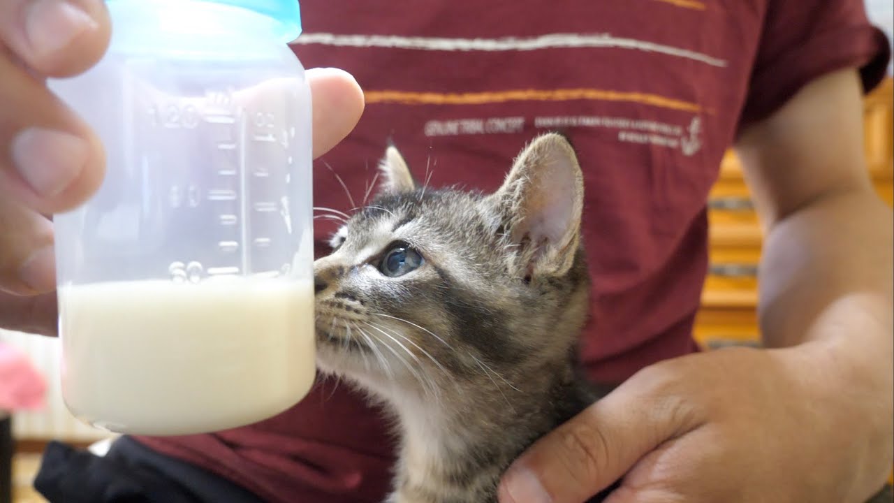 生後２ヶ月の子猫にミルクを哺乳瓶で飲ませてみた