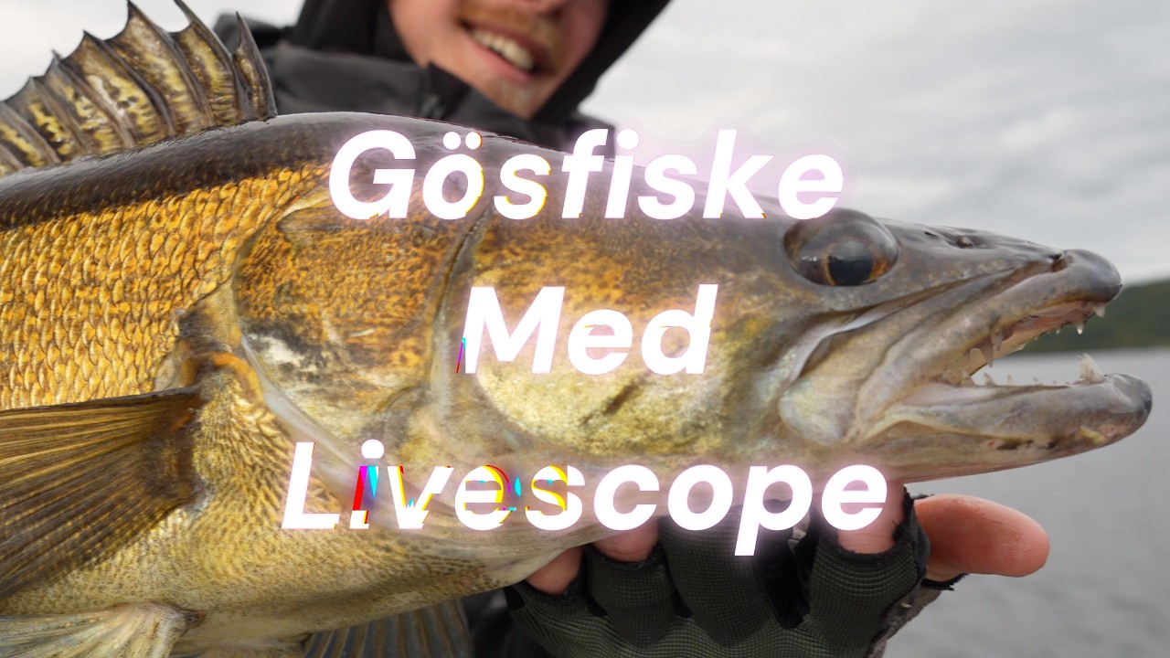 Gösfiske Med Livescope