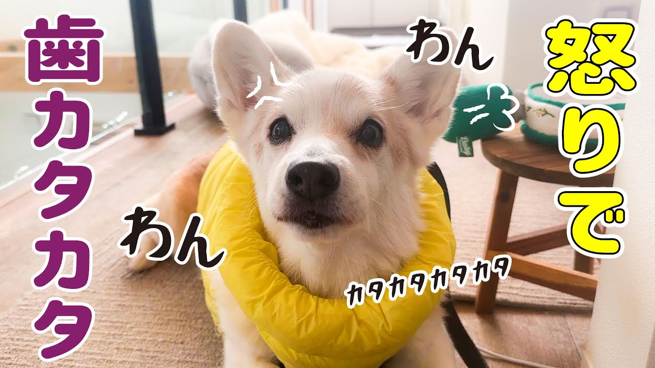 愛犬にこんなに吠えられたのは、13年間で初めてです…！