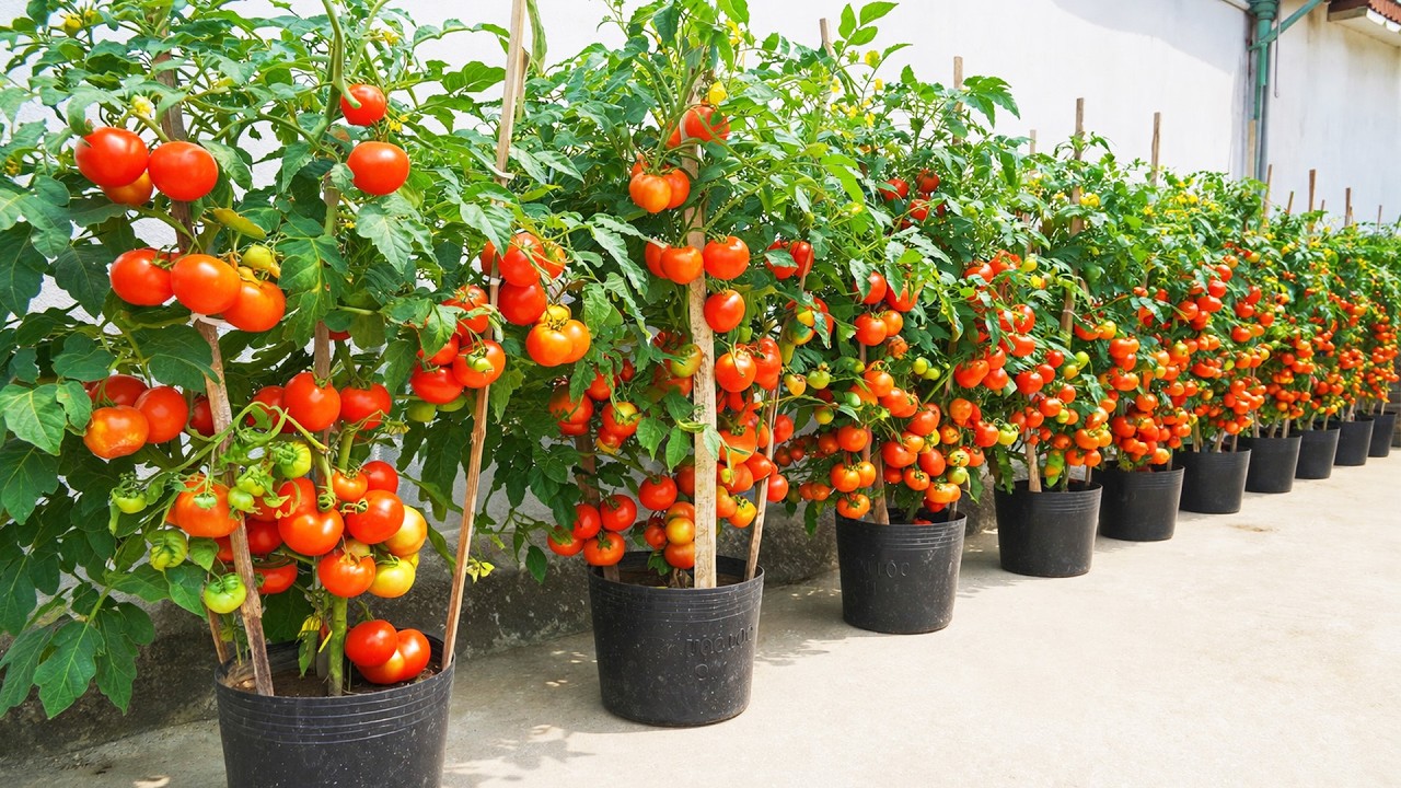 Growing Tomatoes in Plastic Bags Without a Garden All Year
