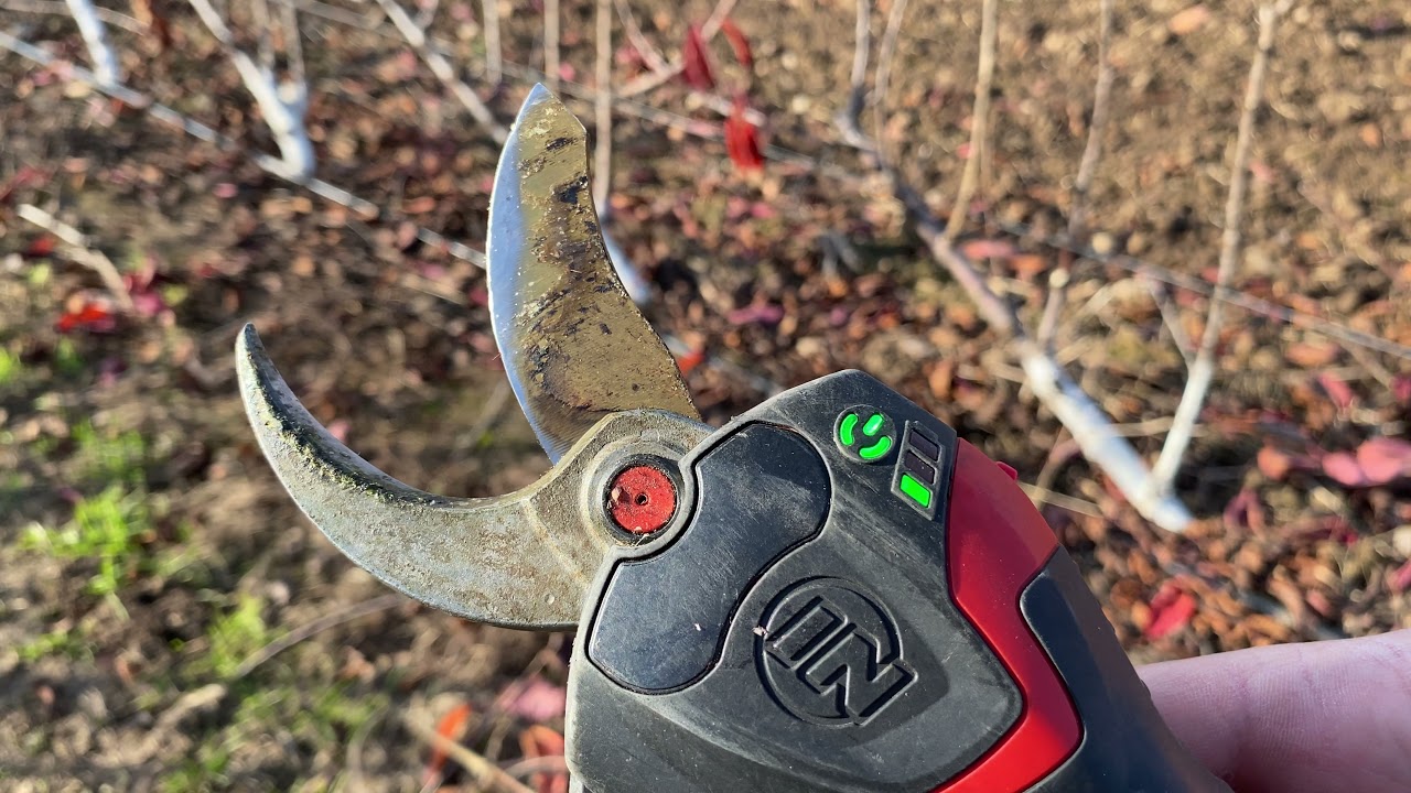 HOW TO PRUNING U.F.O SYSTEM ON THE CHERRY.