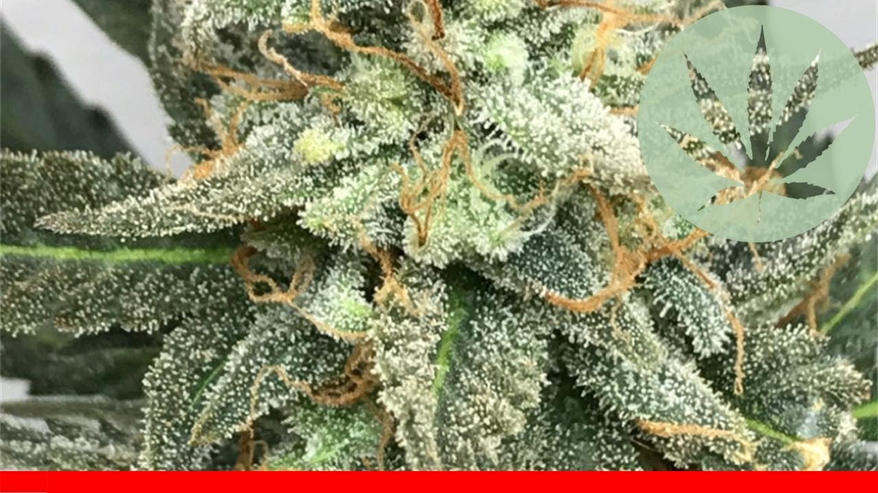 Fruit Punch - All About This Strain