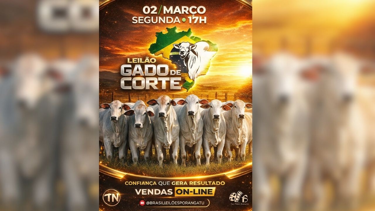 LEILÃO DE GADO DE CORTE BRASIL LEILÕES  PORANGATU - GO  02/03/2026