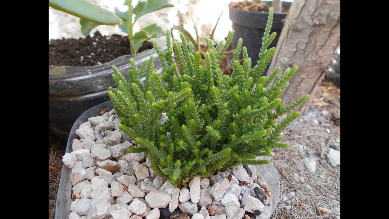 Crassula Cordon de San Jose. Reproduccion.