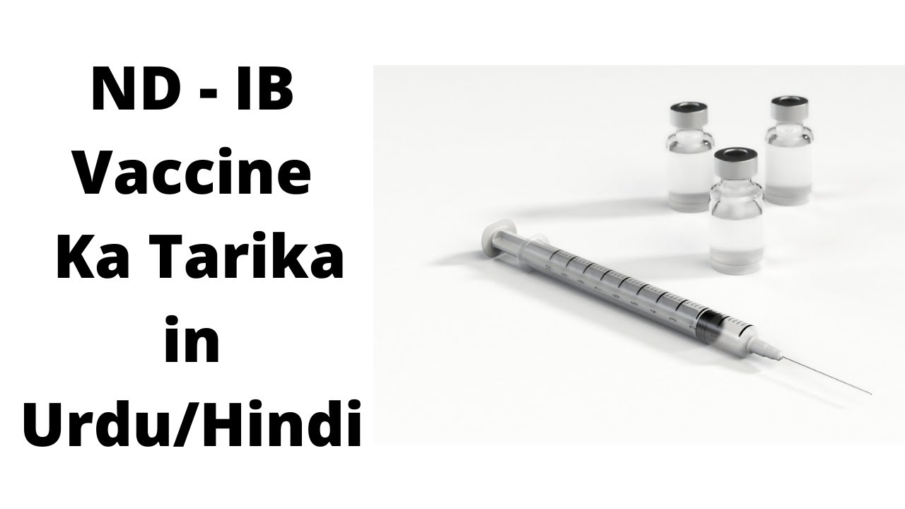 nd ib vaccine in pakistan ka tarika in urdu | Raniket ka ilaj |