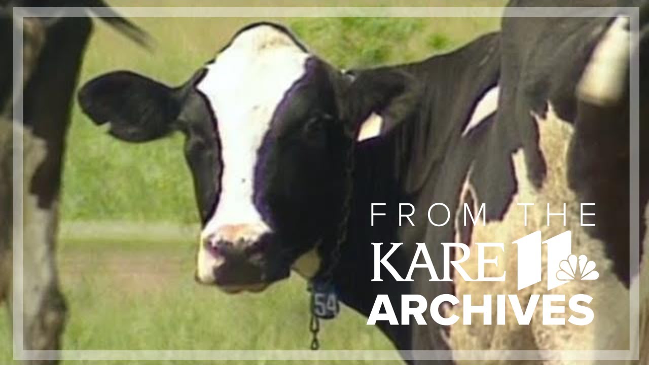 The Cow Lady (1998) | From the Archives