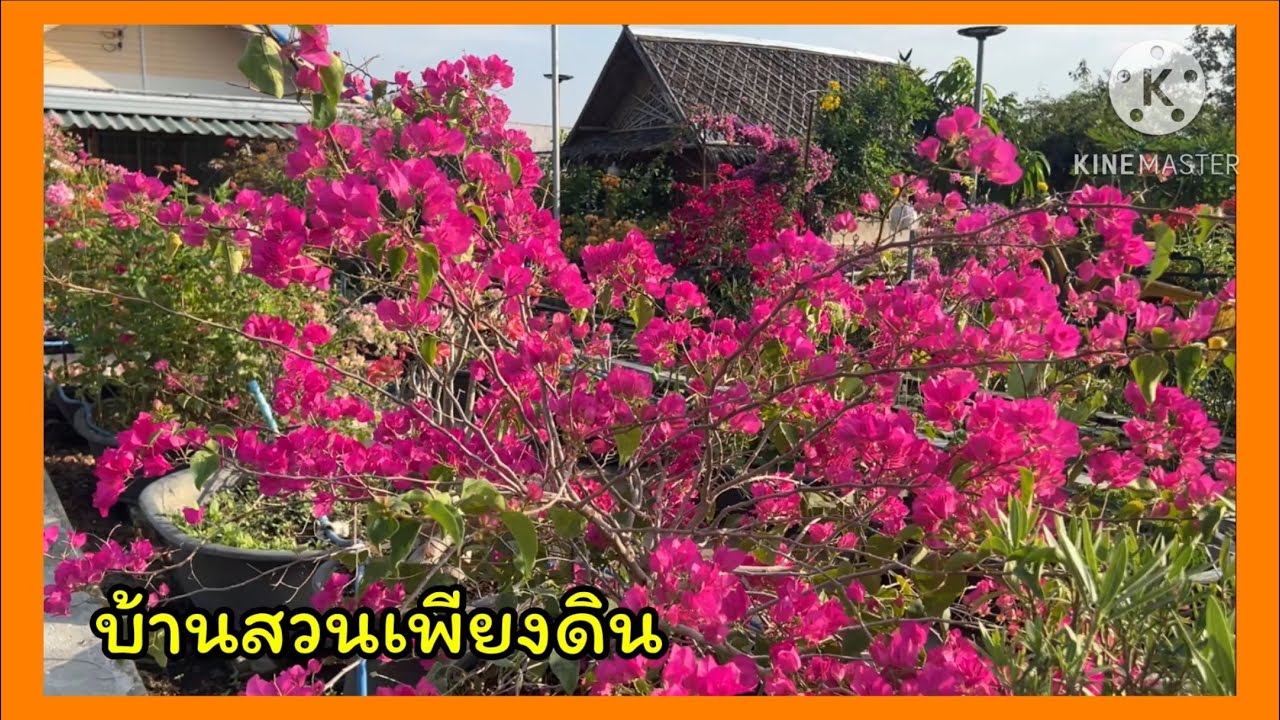 ทำความสะอาดหลังบ้าน ขุดตอต้นกล้วยไข่ทิ้ง❤️⛺️❤️