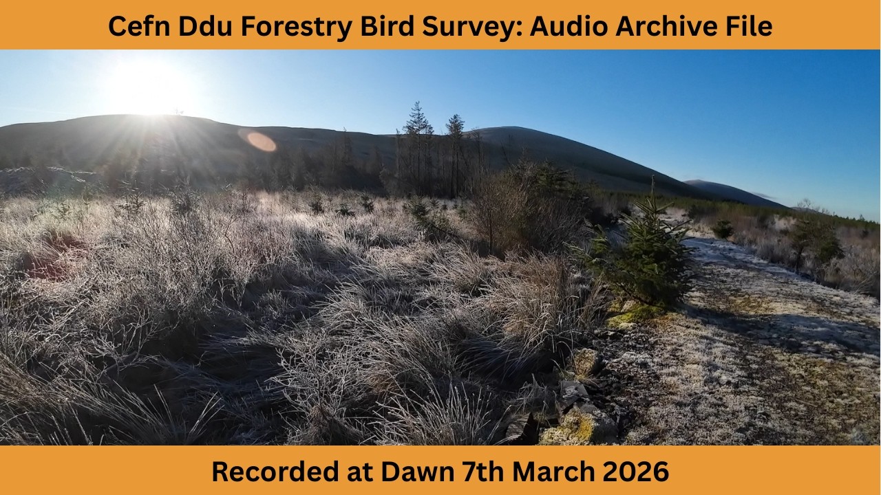 Cefn Ddu Forestry Bird Survey | Dawn 7th March 2026 | Audio Archive File