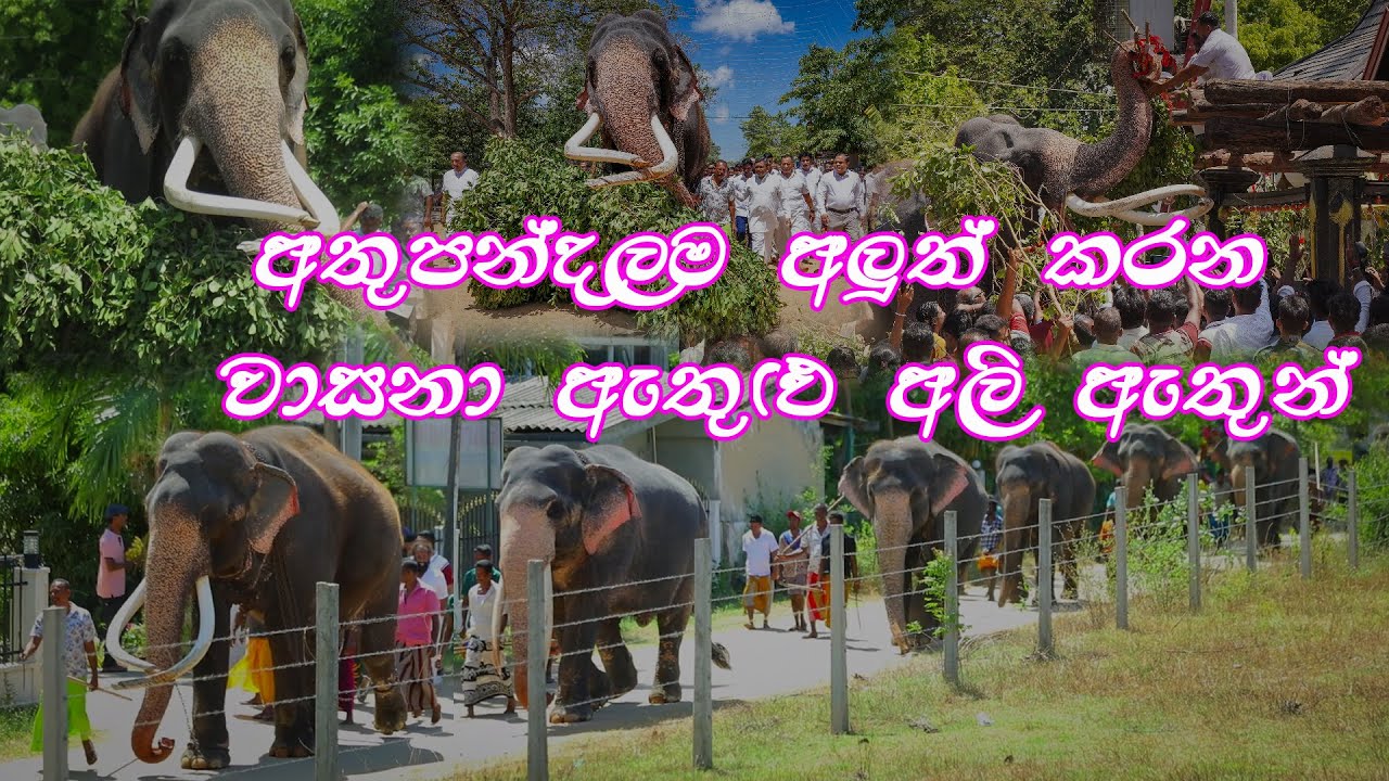 Renew Atthupandalama 2025 #kataragamawasana අතුපන්දලම අලුත්කරන වාසනා ඇතුලු අලි ඇතුන්