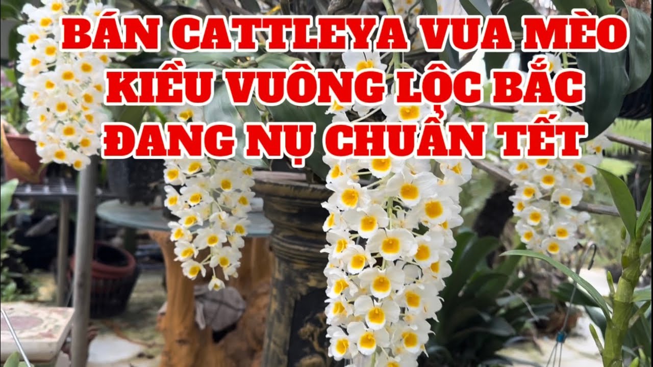Lan Cattleya vua mèo, kiều vuông Lộc Bắc nụ chuẩn Tết-0834608769-LAN RỪNG LÂM ĐỒNG@lanrunglamdong 